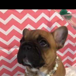 French Bulldog Puppies from Sharp-Noble French Bulldogs