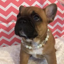 French Bulldog Puppies from Sharp-Noble French Bulldogs