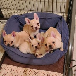 French Bulldog Puppies from Queens of the South