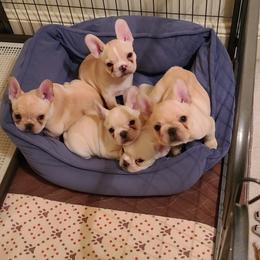 French Bulldog Puppies from Queens of the South