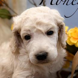 Honey - Cream female Poodle puppy in Greenville, North Carolina from Grace Poodles