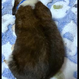 Blue Collar - Mahogany and white male Saint Bernard puppy in New Philadelphia, Ohio from Fletchers Saints