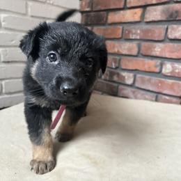 Pink girl - Black and tan female German Shepherd puppy in Wayne, Maine from Copper Hill German Shepherds