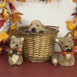 Red - Golden male Golden Retriever puppy in Overton, Nevada from Sinfully Sweet Kennel