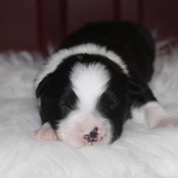 Balto-1500 - Black tri-color male Australian Shepherd puppy in Star City, Arkansas from Circle P Farm Australian Shepherds
