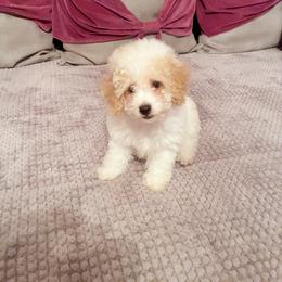 CHEPHREN TUT - Parti male Poodle puppy in Jersey City, New Jersey from Tuts Pups Cafe