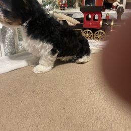 Biewer Terrier Puppies from Southern Star Biewers