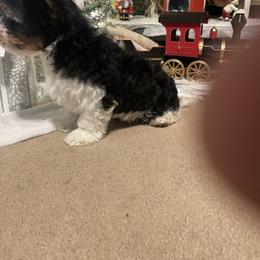 Biewer Terrier Puppies from Southern Star Biewers