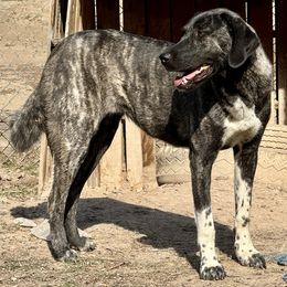 Anatolian Shepherd Dog Puppies from Apex Anatolians