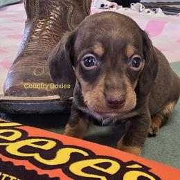 Chocolate boy - Chocolate and cream male Dachshund puppy in Cedar City, Utah from Country Doxies