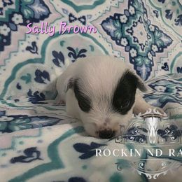 Sally Brown - Blue female Australian Cattle Dog puppy in Silsbee, Texas from Rockin ND Ranch