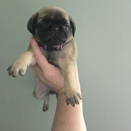 Lola - Fawn female Pug puppy in Auburn, Kentucky from Prentice Family Pugs
