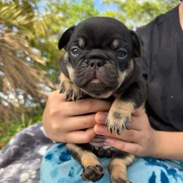 Cocoa and Tan Girl (solid)(Ocean x Tortuga) - Liver female French Bulldog puppy in Gulf Breeze, Florida from SW Frenchies