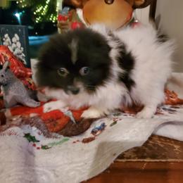 Companion Cross, Pomeranian, and Sheepadoodle Puppies from Fluffy Wonders Poms and Doodles