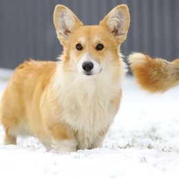 Dolly - Pembroke Welsh Corgi