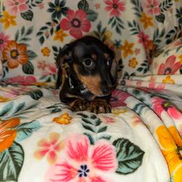 Leo - Black and tan male Dachshund puppy in Magnolia, Texas from J&R Macias Dachshunds