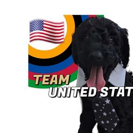Prince George Red Fire King - Poodle puppy from Rosa Red Standard Poodles