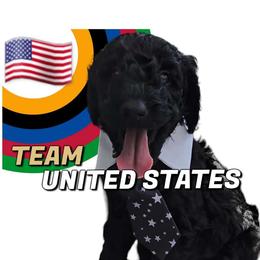 Prince George Red Fire King - Poodle puppy from Rosa Red Standard Poodles