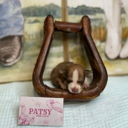 Patsy Cline - Red white and sable female Rat Terrier puppy in Cushing, Oklahoma from Northwoods Rat Terriers