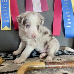Alfrikr - White and red merle male Border Collie puppy in Aledo, Illinois from Claycreek Ranch