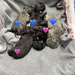 French Bulldog Puppies from Fair Towne Frenchies