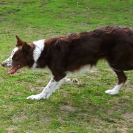 Border Collie All Grown Up from Little  Foxx Farms