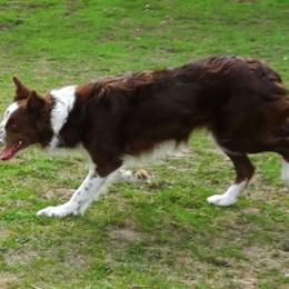 Border Collie All Grown Up from Little  Foxx Farms
