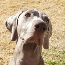 Ella - Weimaraner