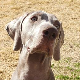Ella - Weimaraner