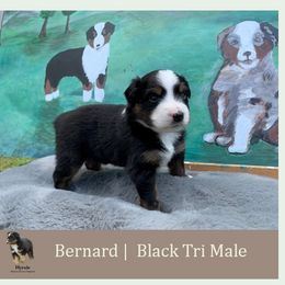 Miniature American Shepherd Puppies from Jennifer Shaneberger