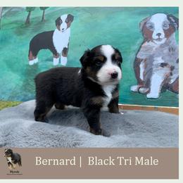 Miniature American Shepherd Puppies from Jennifer Shaneberger