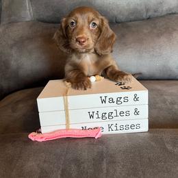 Molly - Brindle female Dachshund puppy in Stuart, Iowa from Johnson Family Paws