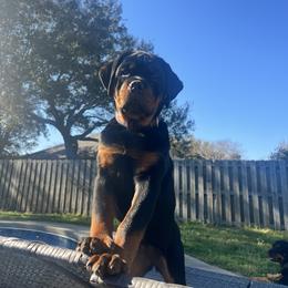 Rottweiler Puppies from Von Ratermann Rottweilers