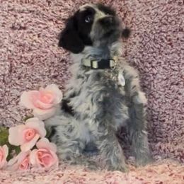 Portuguese Water Dog Puppies from Stacy's PWD Portuguese Water Dogs