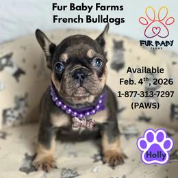 Holly - Blue female French Bulldog puppy in Michigan from Fur Baby Farms