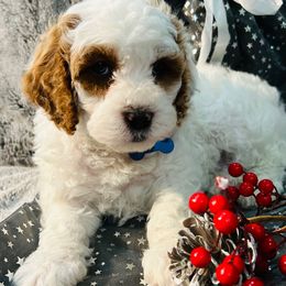 BLUE COLLAR - Red and white male Cockapoo puppy in Ankeny, Iowa from Maple’s Cockapoo's and Libby's Schnauzer Puppies