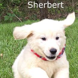 Girl 2 - Light golden female Golden Retriever puppy in Milford, Michigan from Servant Kennel