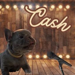 Cash - Blue male French Bulldog puppy in Ennis, Texas from Family Farm Frenchies