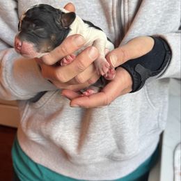 Junie - Black and white female Bernedoodle puppy in Constableville, New York from Zehr’s Labradoodles & Bernedoodles