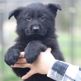 Urijah - Black male German Shepherd puppy in Philippi, West Virginia from Vom Haus Highlands