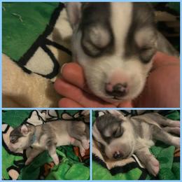 Sable blue male - Sable and white male Siberian Husky puppy in Wheeling, West Virginia from Powells Huskies