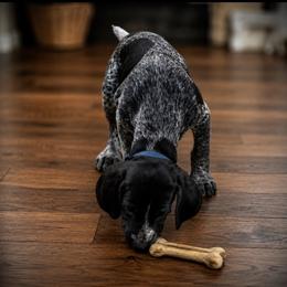 Male blue collar available - Black roan male German Shorthaired Pointer puppy in Hardeman County, Tennessee from Howell Farm GSP