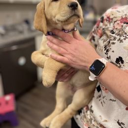 Labrador Retriever Puppies from DeVoy Country Labs