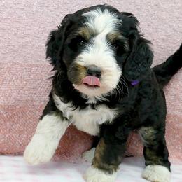 Bernedoodle and Goldendoodle Puppies from Doodles are Amazing