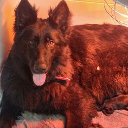 Ember - German Shepherd