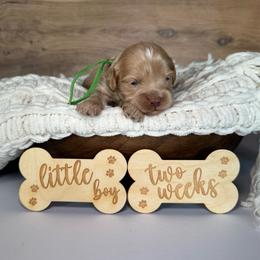 Green Boy - Apricot male Goldendoodle puppy in Lowville, New York from DM Hilltop FURfamily