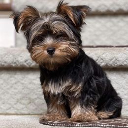 Yorkshire Terriers from Ricardo’s yorkies & bullies
