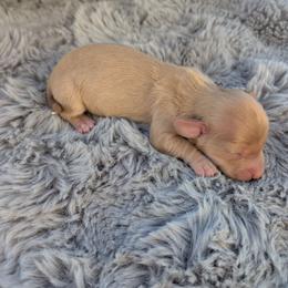 AKC Ee Cream Boy 2 - Cream male Dachshund puppy in Choctaw, Oklahoma from TS Performance Horses & Dachshunds