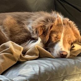 Australian Shepherd Puppies from Spirited Aussies