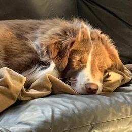 Australian Shepherd Puppies from Spirited Aussies